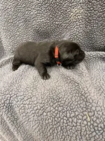 Red, a male Labrador Retriever for sale in Inwood, IA – 3 of 3