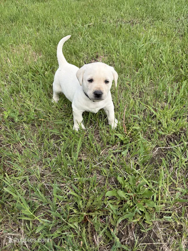 Black – Labrador Retriever puppy for sale in Inwood, IA