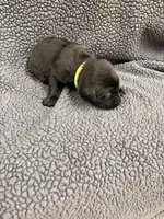 Lime Green, a male Labrador Retriever for sale in Inwood, IA – 3 of 3