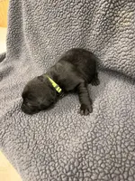 Lime Green, a male Labrador Retriever for sale in Inwood, IA – 2 of 3