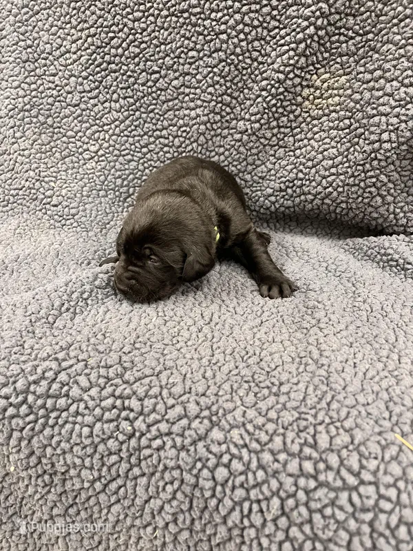 Lime Green – Labrador Retriever puppy for sale in Inwood, IA