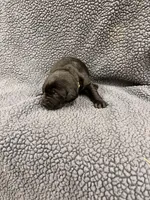 Lime Green, a male Labrador Retriever for sale in Inwood, IA – 1 of 3