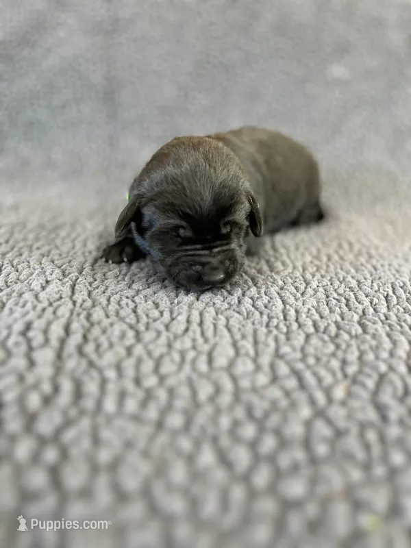 Leo – Labrador Retriever puppy for sale in Inwood, IA