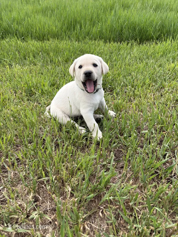 Dark Green – Labrador Retriever puppy for sale in Inwood, IA