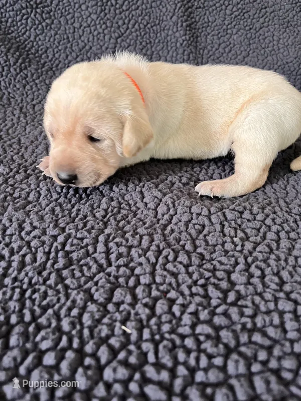 Hunter – Labrador Retriever puppy for sale in Inwood, IA