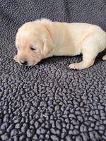 Orange, a male Labrador Retriever for sale in Inwood, IA – 1 of 3