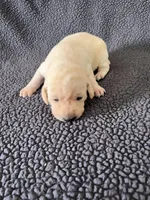 Orange, a male Labrador Retriever for sale in Inwood, IA – 3 of 3