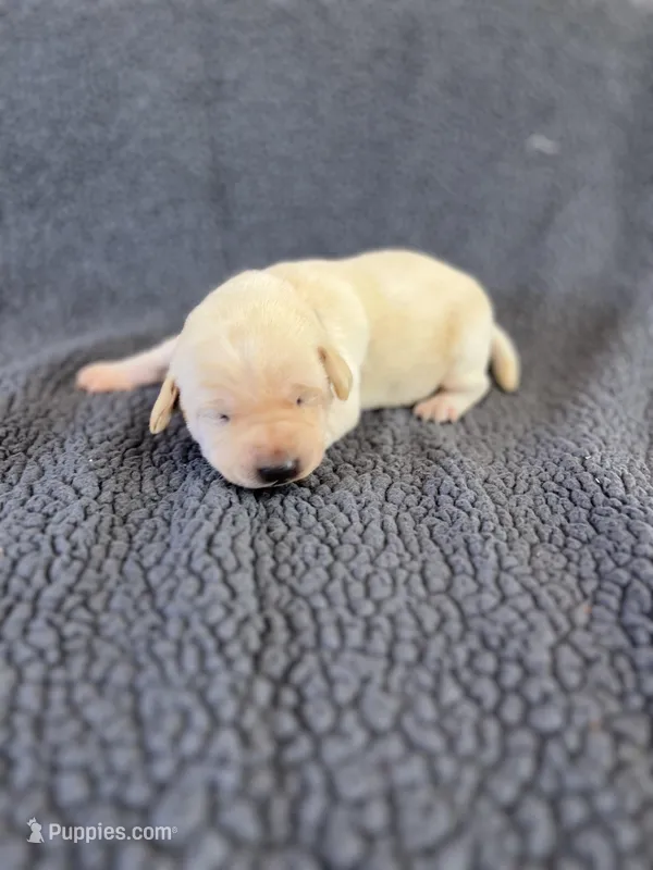 Hunter – Labrador Retriever puppy for sale in Inwood, IA