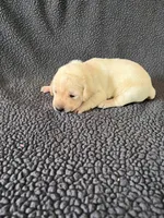 Orange, a male Labrador Retriever for sale in Inwood, IA – 2 of 3