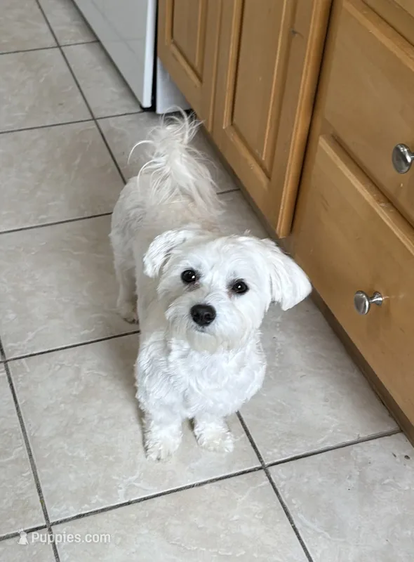 Nala  – Maltese puppy for sale in Beverly, MA
