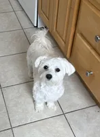 Nala , a female Maltese for sale in Beverly, MA – 1 of 2