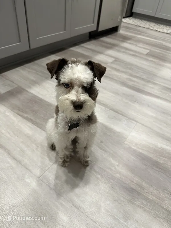Luna  – Miniature Schnauzer puppy for sale in Beverly, MA