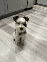 Luna , a female Miniature Schnauzer for sale in Beverly, MA – 1 of 3