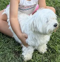 Nala , a female Maltese for sale in Beverly, MA – 2 of 2