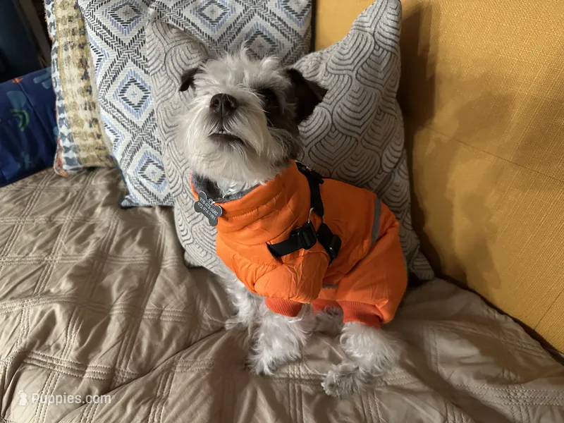 Luna  – Miniature Schnauzer puppy for sale in Beverly, MA