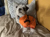 Luna , a female Miniature Schnauzer for sale in Beverly, MA – 2 of 3