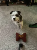 Luna , a female Miniature Schnauzer for sale in Beverly, MA – 3 of 3