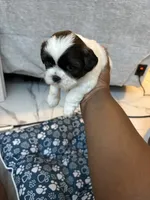 Puppy 1, a female Shih Tzu for sale in Baltimore, MD – 2 of 8