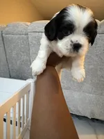 Puppy 2 , a male Shih Tzu for sale in Baltimore, MD – 2 of 6