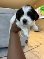 Puppy 3, a male Shih Tzu for sale in Baltimore, MD – 3 of 6