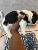 Puppy 2 , a male Shih Tzu for sale in Baltimore, MD – 4 of 6