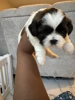 Puppy 1, a female Shih Tzu for sale in Baltimore, MD – 6 of 8