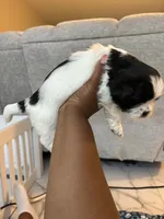 Puppy 3, a male Shih Tzu for sale in Baltimore, MD – 1 of 6