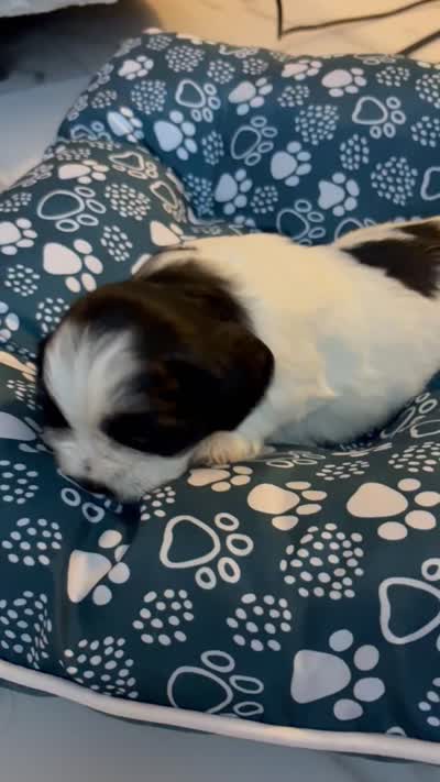 Puppy 3, a male Shih Tzu for sale in Baltimore, MD – 6 of 6
