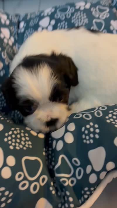 Puppy 2 , a male Shih Tzu for sale in Baltimore, MD – 6 of 6