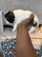 Puppy 1, a female Shih Tzu for sale in Baltimore, MD – 3 of 8