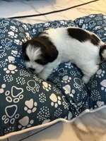 Puppy 3, a male Shih Tzu for sale in Baltimore, MD – 4 of 6