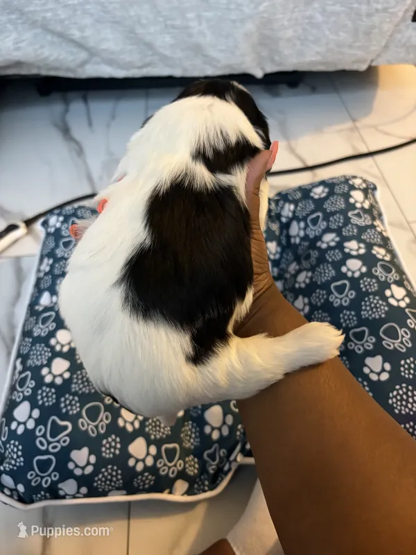 Puppy 2  – Shih Tzu puppy for sale in Baltimore, MD