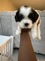 Puppy 2 , a male Shih Tzu for sale in Baltimore, MD – 5 of 6
