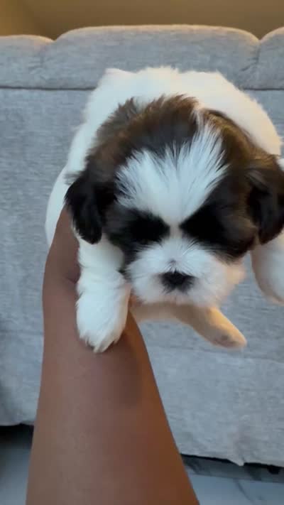 Puppy 1, a female Shih Tzu for sale in Baltimore, MD – 8 of 8