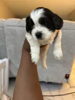 Puppy 3, a male Shih Tzu for sale in Baltimore, MD – 5 of 6
