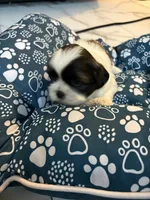 Puppy 1, a female Shih Tzu for sale in Baltimore, MD – 5 of 8