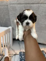 Puppy 1, a female Shih Tzu for sale in Baltimore, MD – 7 of 8