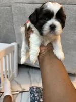 Puppy 1, a female Shih Tzu for sale in Baltimore, MD – 4 of 8