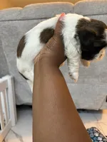Puppy 1, a female Shih Tzu for sale in Baltimore, MD – 1 of 8