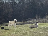 Storm, a male Anatolian Shepherd Dog for sale in Brookfield, MO – 5 of 7
