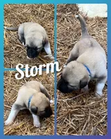 Storm, a male Anatolian Shepherd Dog for sale in Brookfield, MO – 4 of 7