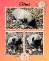 Citrus, a female Anatolian Shepherd Dog for sale in Brookfield, MO – 2 of 2