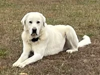 Storm, a male Anatolian Shepherd Dog for sale in Brookfield, MO – 6 of 7