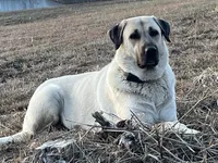 Storm, a male Anatolian Shepherd Dog for sale in Brookfield, MO – 7 of 7