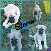 Storm, a male Anatolian Shepherd Dog for sale in Brookfield, MO – 2 of 7