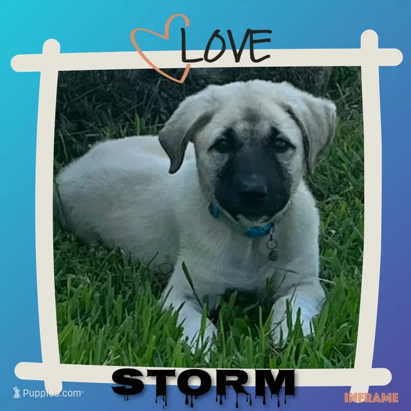 Storm – Anatolian Shepherd Dog puppy for sale in Brookfield, MO
