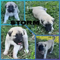 Storm, a male Anatolian Shepherd Dog for sale in Brookfield, MO – 3 of 7