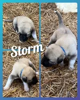 Storm, a male Anatolian Shepherd Dog for sale in Brookfield, MO – 2 of 2