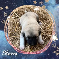Storm, a male Anatolian Shepherd Dog for sale in Brookfield, MO – 1 of 2