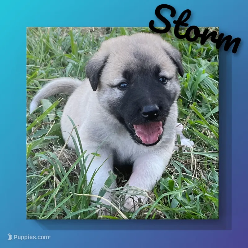 Storm – Anatolian Shepherd Dog puppy for sale in Brookfield, MO